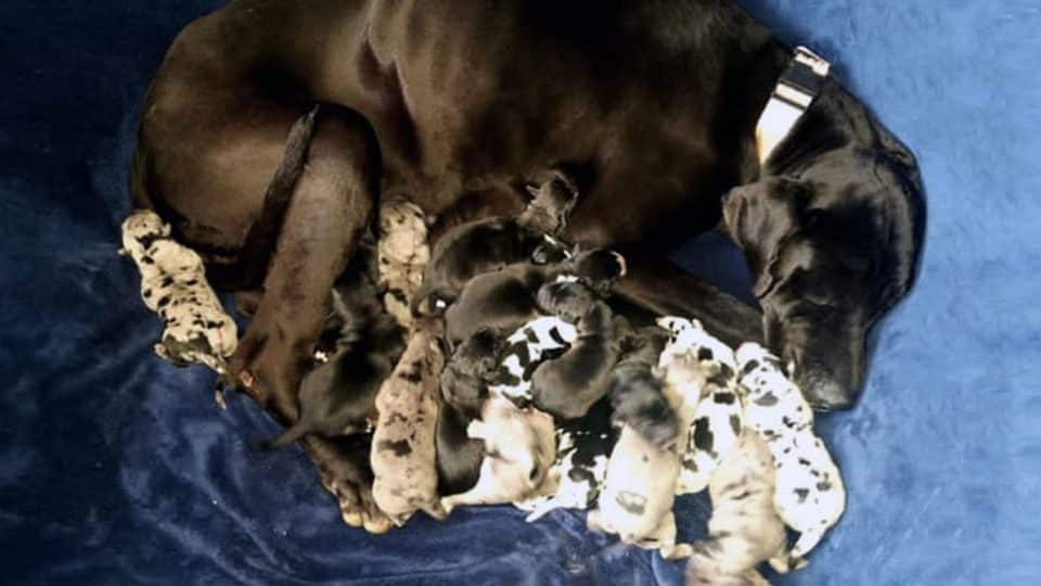 great dane gives birth to epic litter of 19