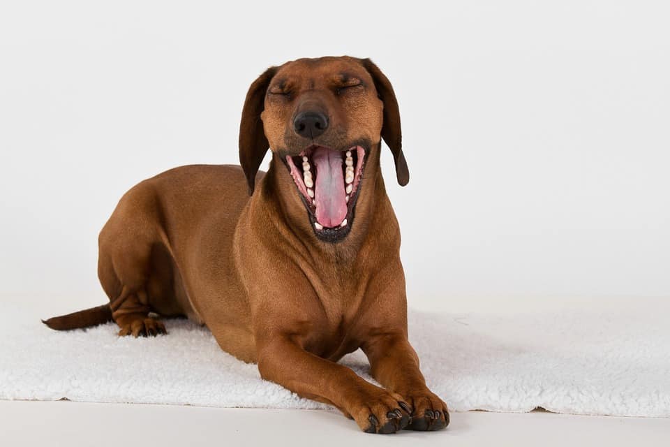 medium dog yawning