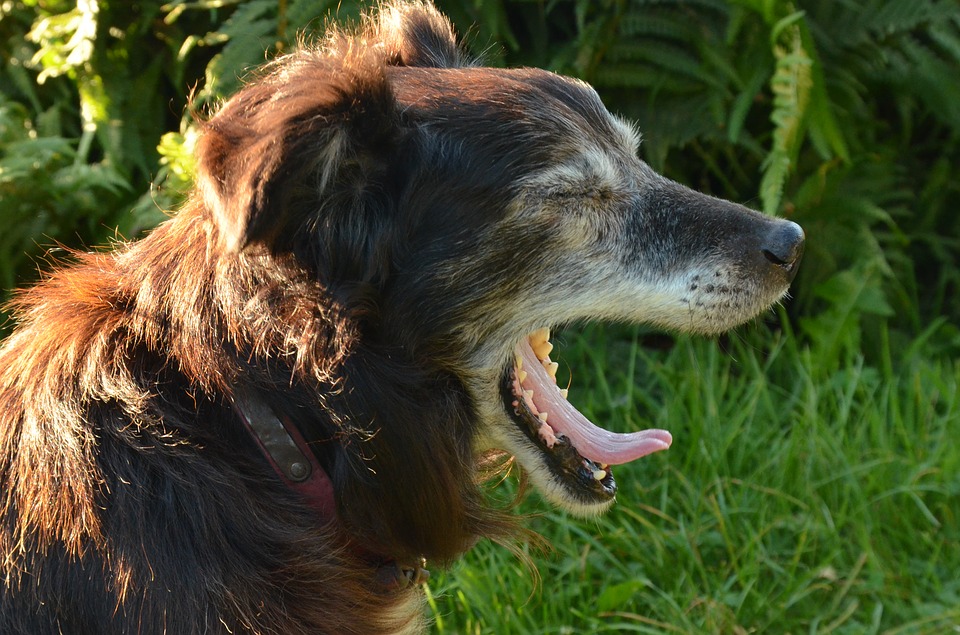 old dog yawning