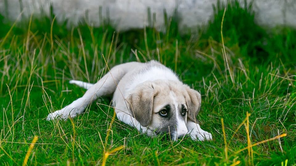 how to keep your puppy from getting parvo