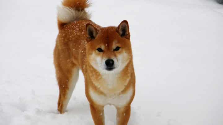 10 Japanese Dog Breeds You Need to Meet | The Rover Blog