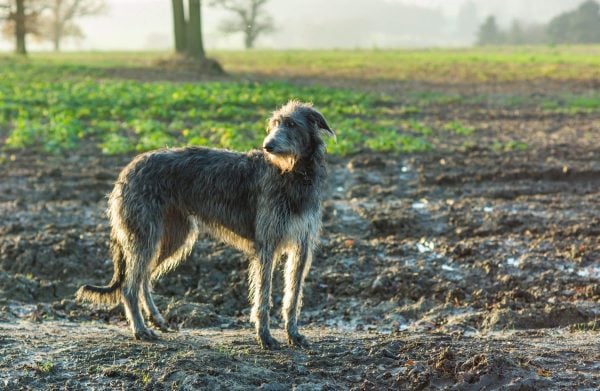 Scottish Deerhound standing outside