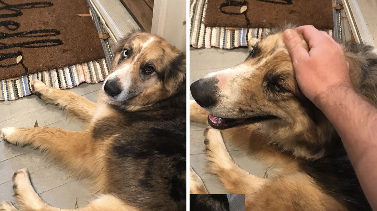 Lost Dog Enjoys Perfect Day Thanks to Friendly Stranger The Dog