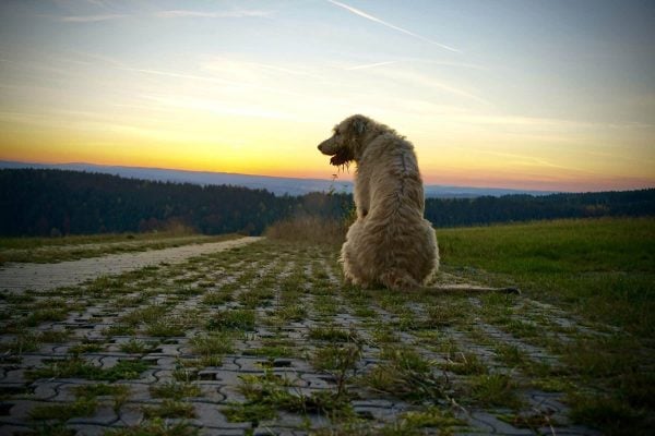 Irish Wolfhound sitting in field at sunset