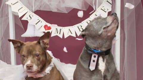 jack and diane valentines dog wedding adoption