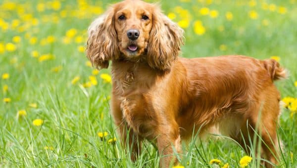 fluffy dog with long ears