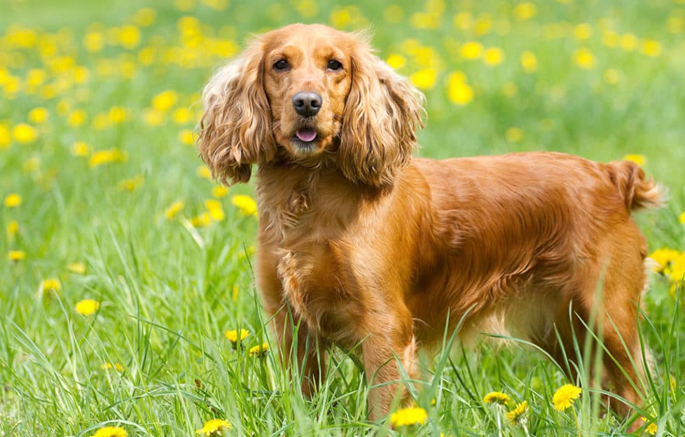 Cockspaniel Hair Cuts and Grooming Tips for the Breed