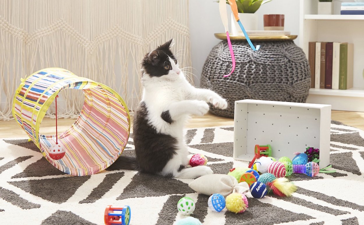 Chewy cat toys