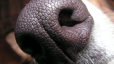 https://commons.wikimedia.org/wiki/File:Dogs_nose.jpg