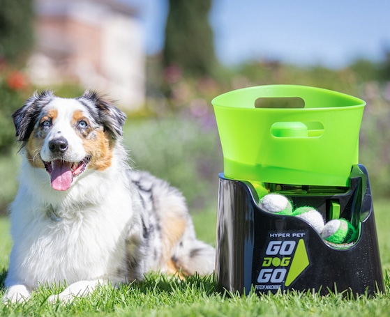 Aussie next to green GoDogGo fetch machine for dogs