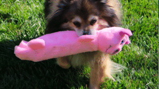 The Best Dog Toys With A Heartbeat For 2019 The Dog People By