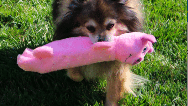 best dog toys for chihuahuas