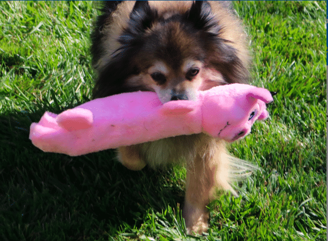 6 Best Pig Dog Toys For 2019 With Reviews The People By Rover 6 Best Pig Dog Toys For 2019 With
