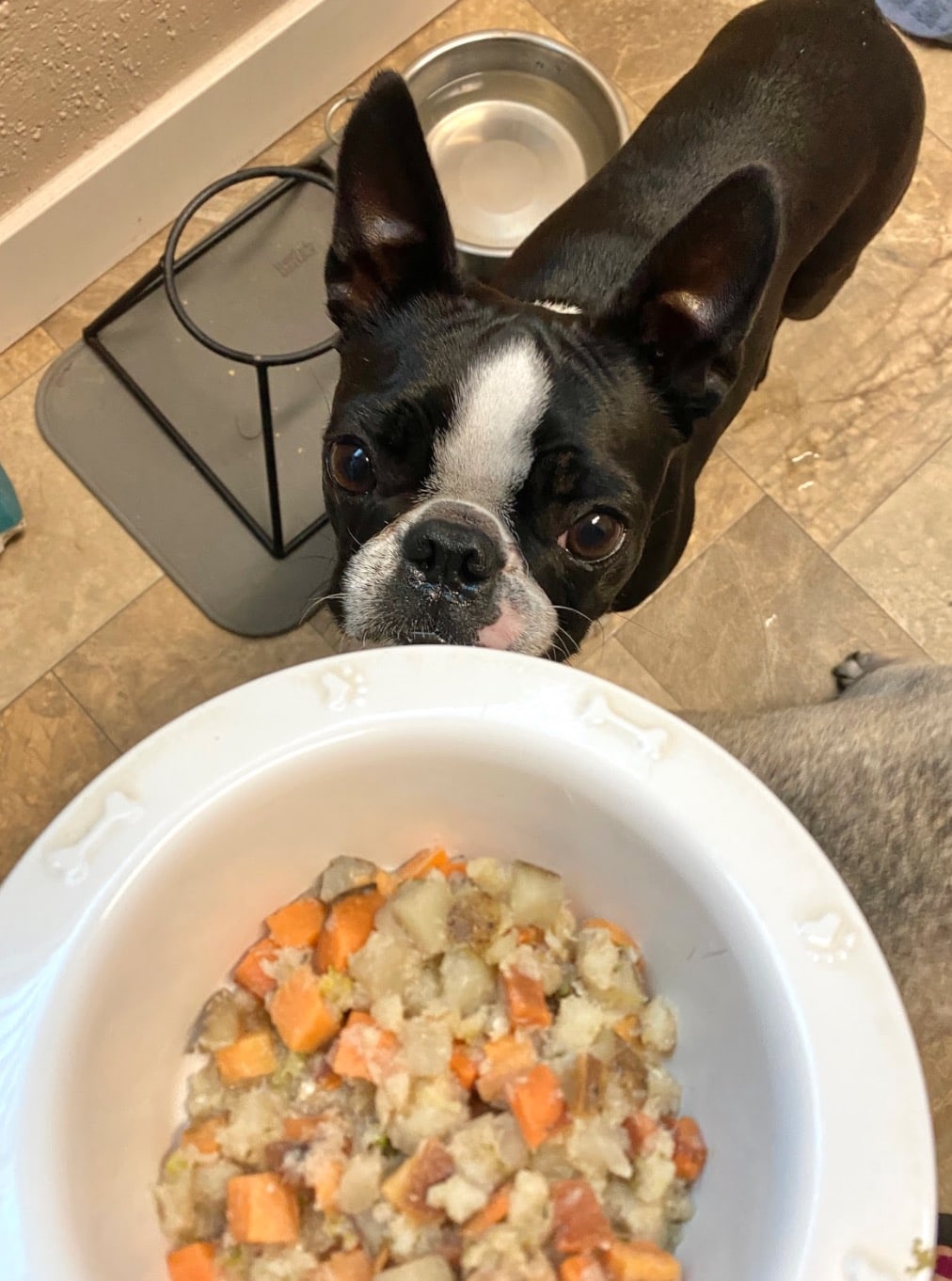 Boston Terrier awaiting her meal of Just Food for Dogs fresh dog food