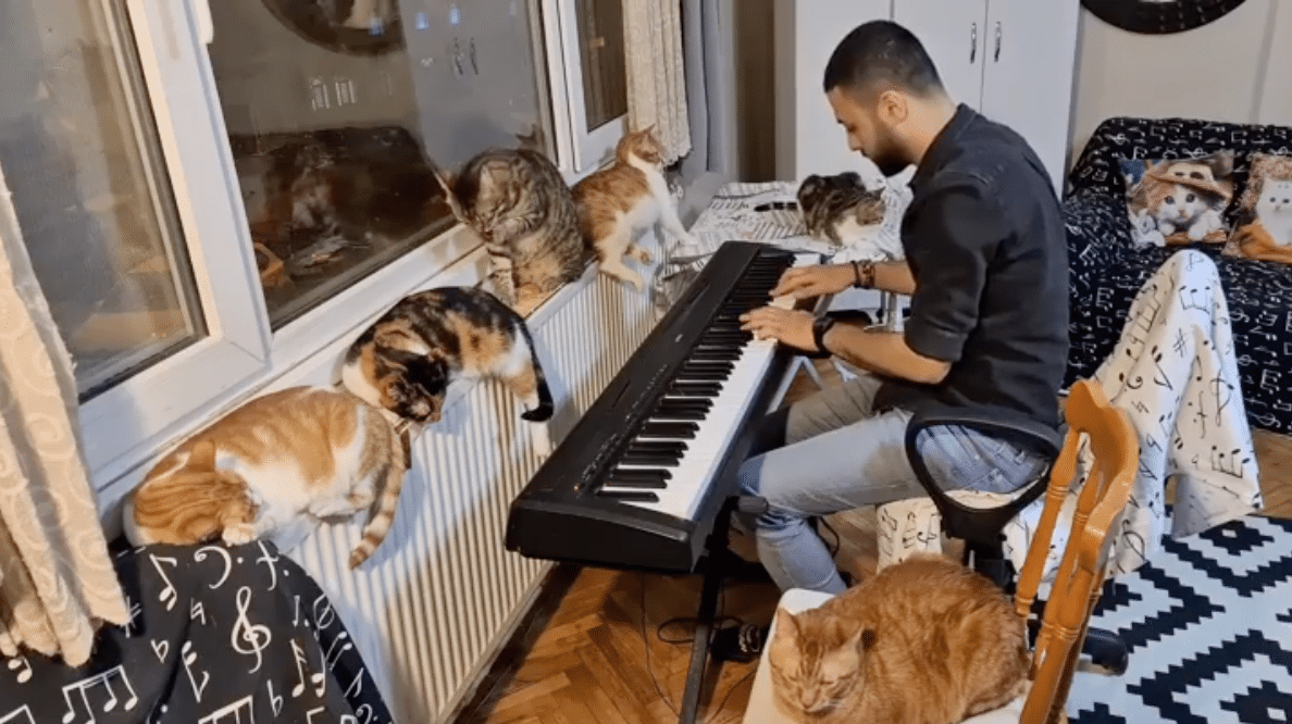 Composer Plays Original Music For His 19 Rescue Cats In Must See Videos The Dog People By Rover Com