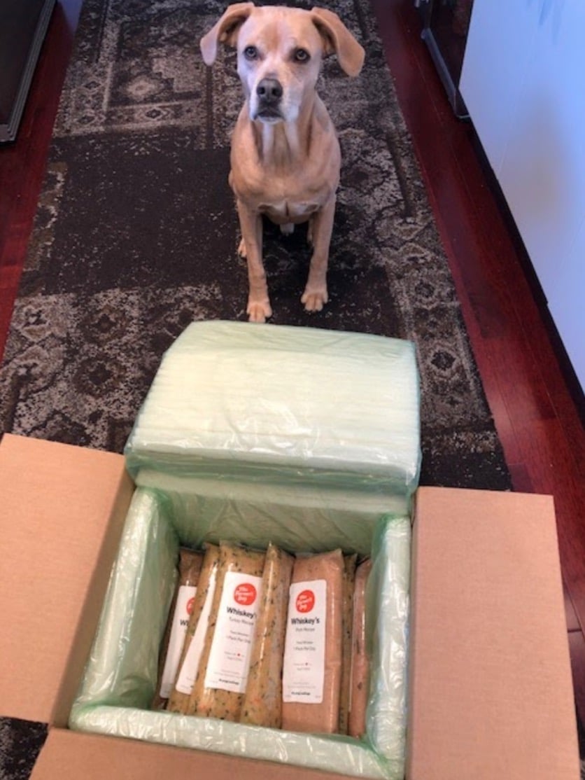 Whiskey the Boxer mix is intrigued by the box of well-packaged The Farmer's Dog fresh dog food that has just arrived