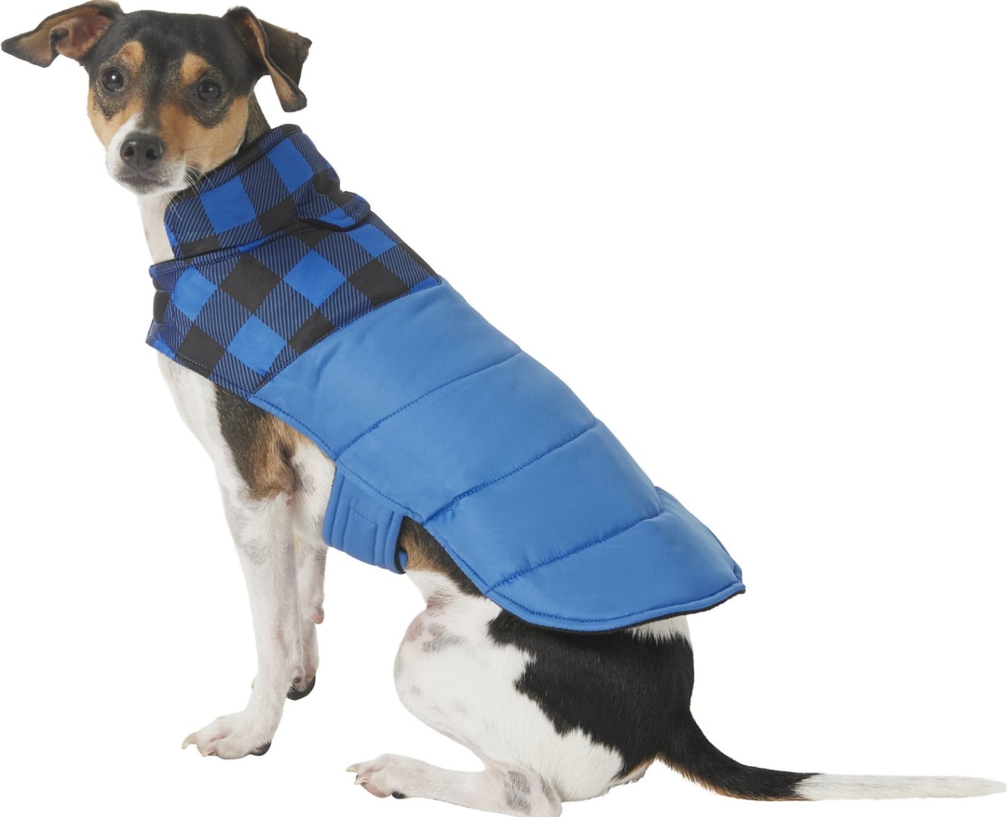 The Best Puppy Clothes for Puppies Large and Small