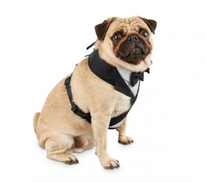 Bond & Co. tuxedo dog harness