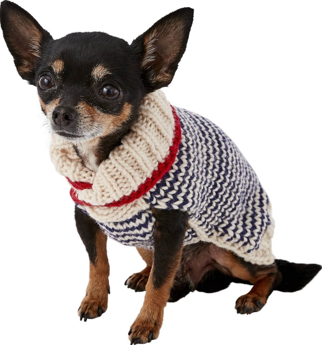 The Best Puppy Clothes for Puppies Large and Small