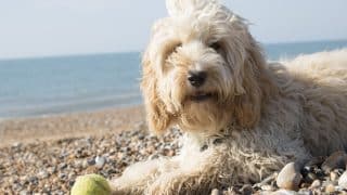 Top 12 Labradoodle Facts What Labradoodle People Need You To Know