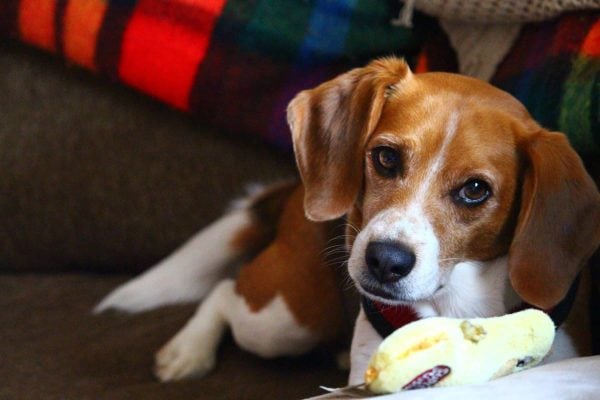 Beagle looking up from toy