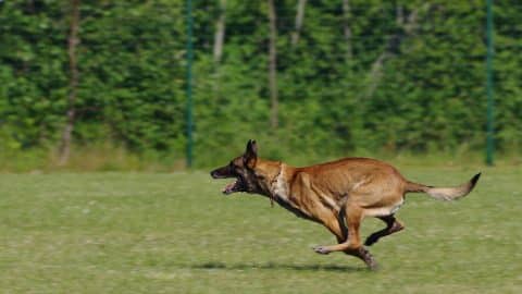 Belgian Malinois running across grass