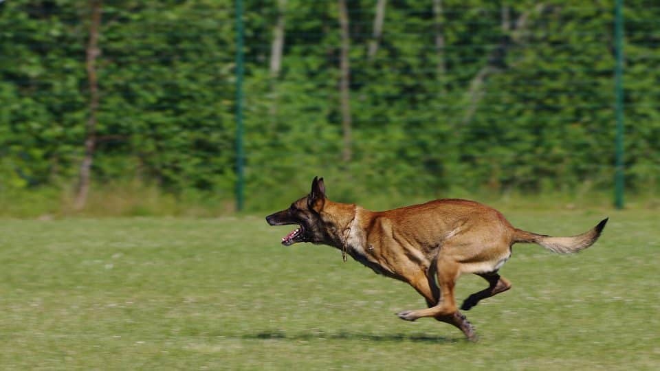 Belgian Malinois running across grass