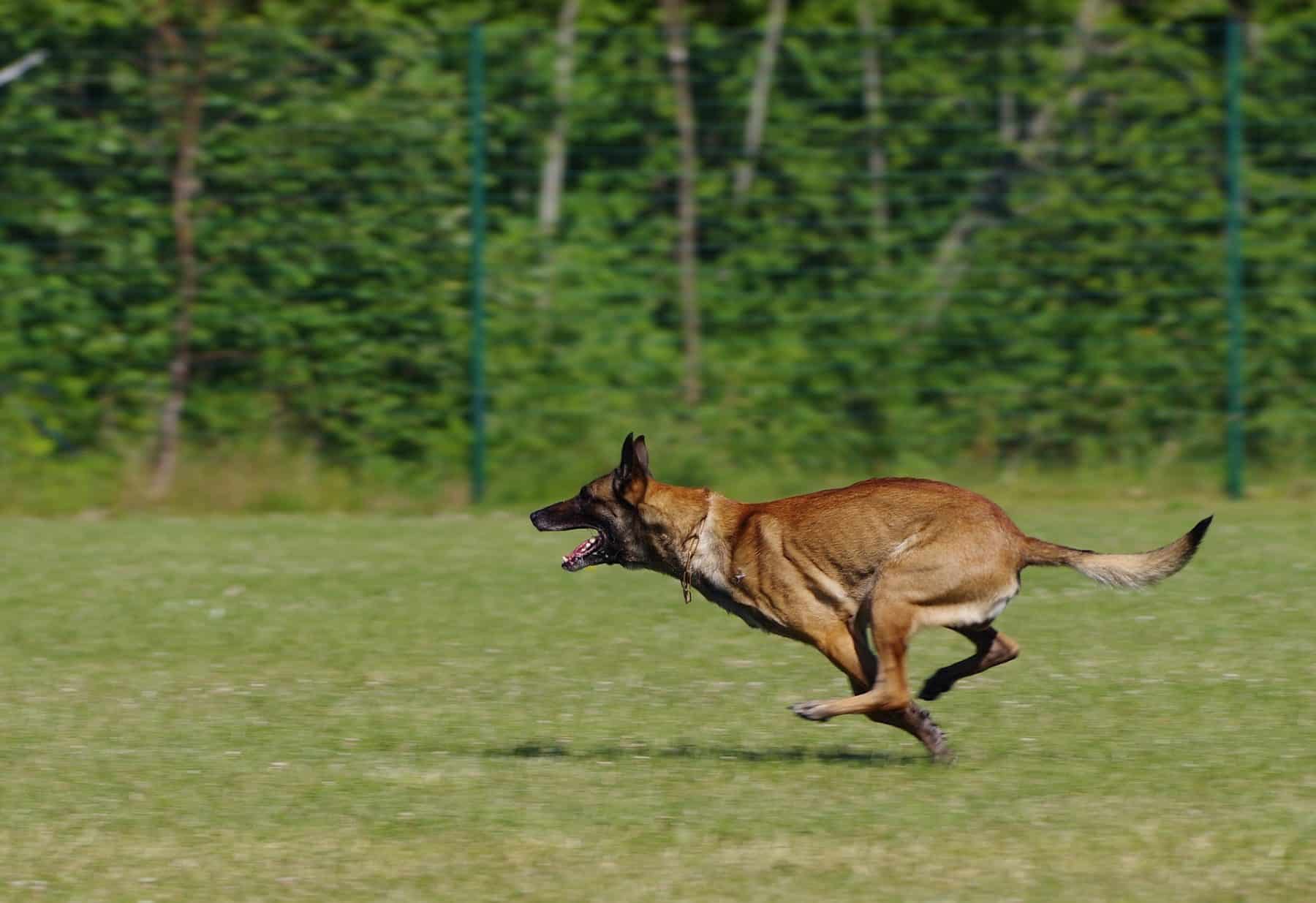 Belgian Malinois running across grass