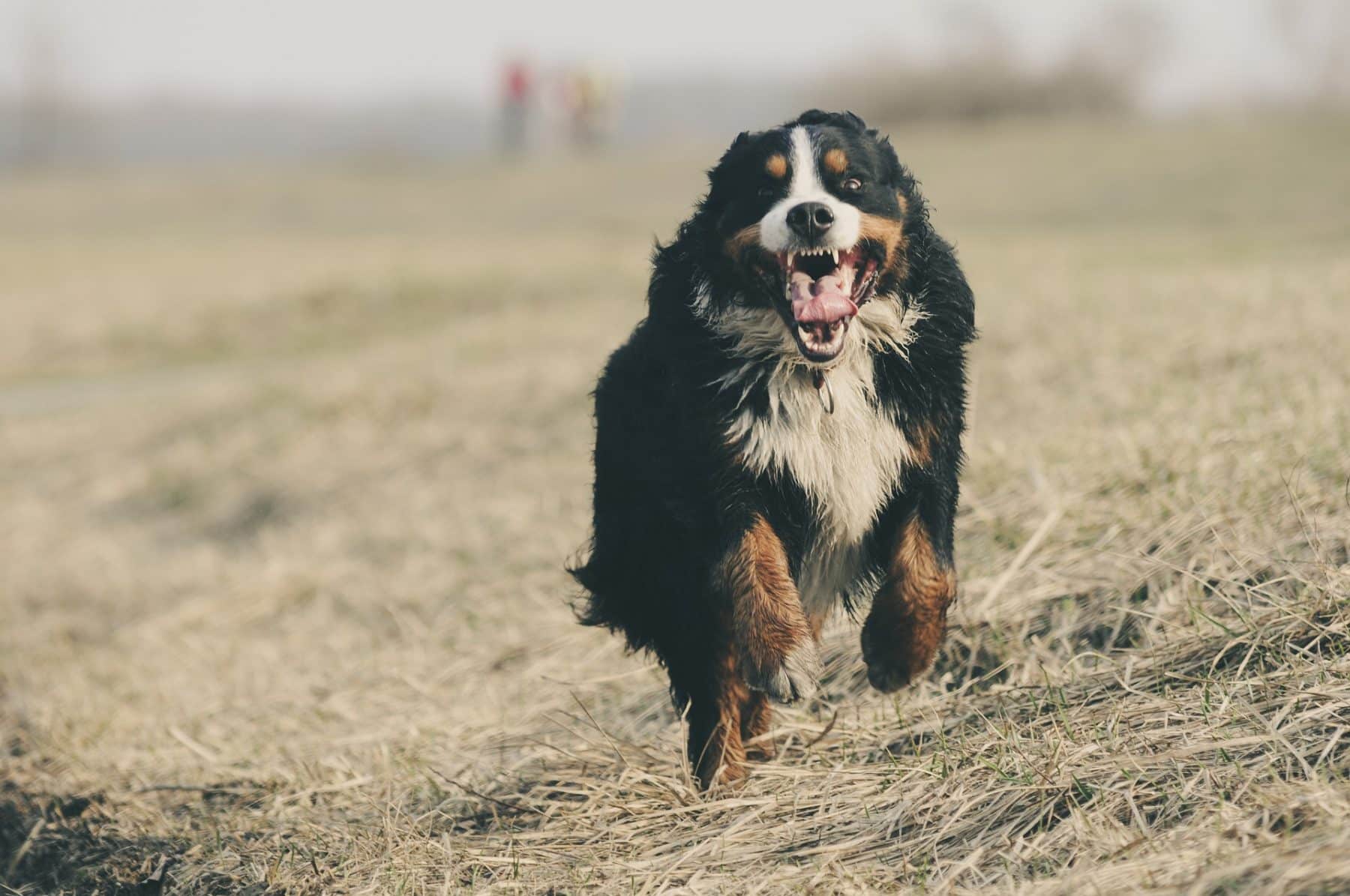 The 10 Best Dog Foods for Bernese Mountain Dogs