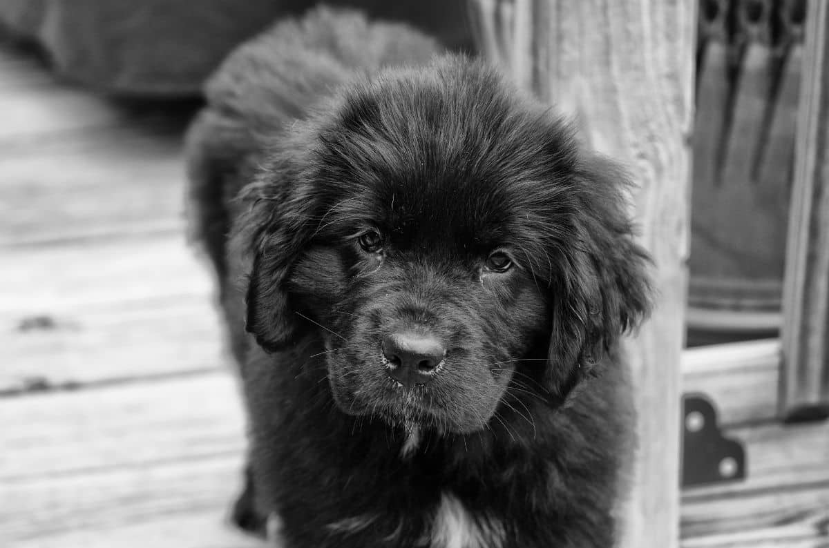newfie black and white