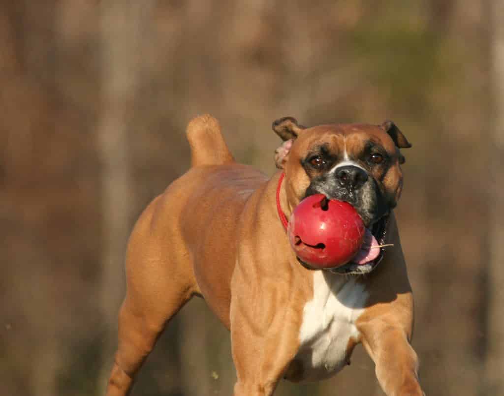 Boxer with KONG