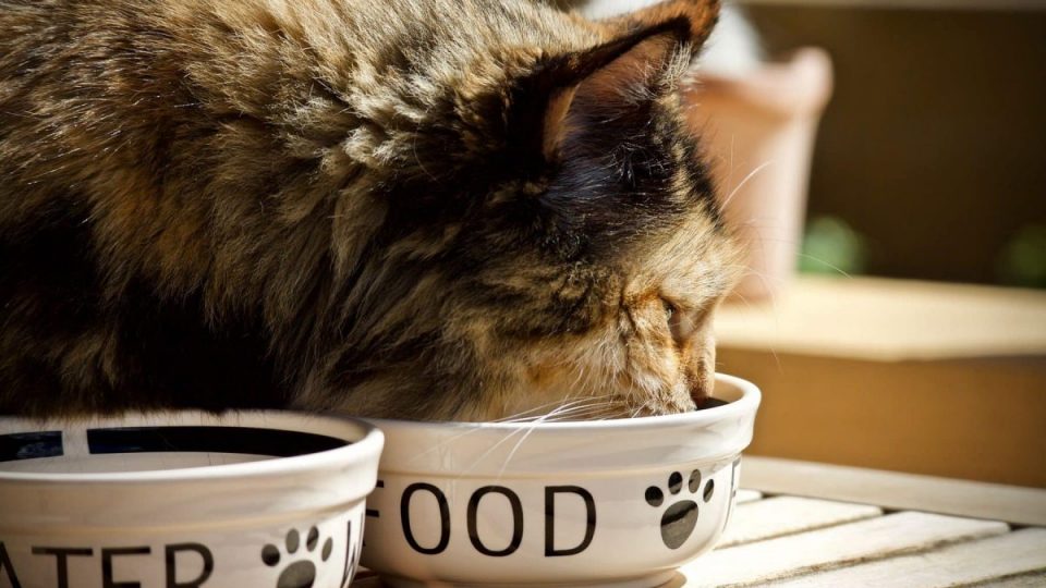 Cat eating from a bowl of food