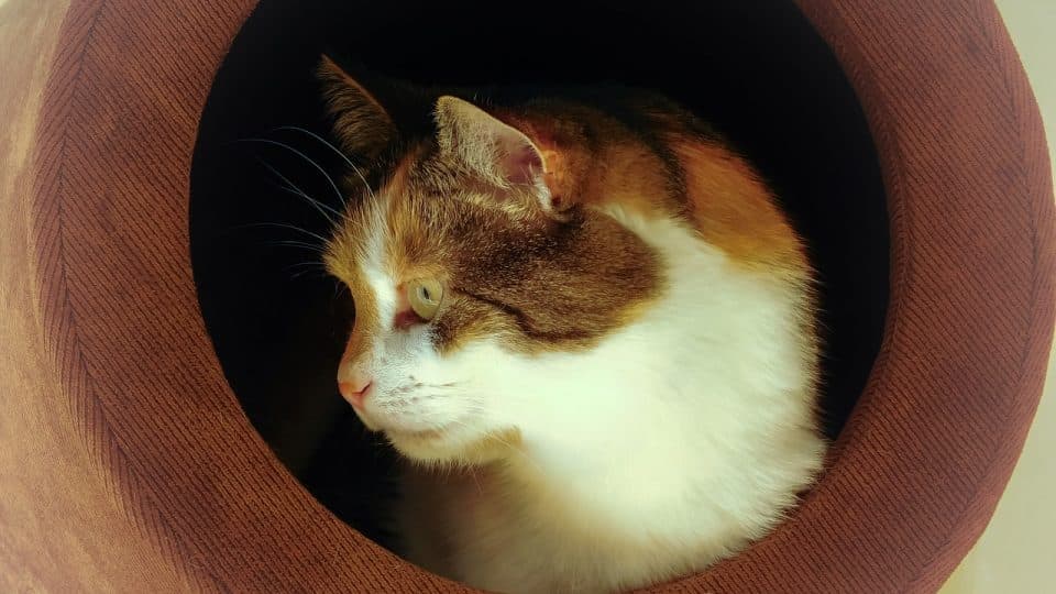 The Best Cave Cat Beds for 2019 The Dog People by