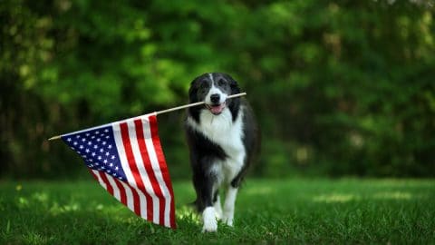 Collie with U.S.A. flag