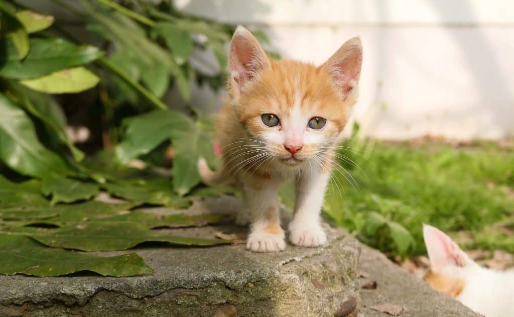 Orange Cat Names 100 Best Ginger Cat Names For 2019
