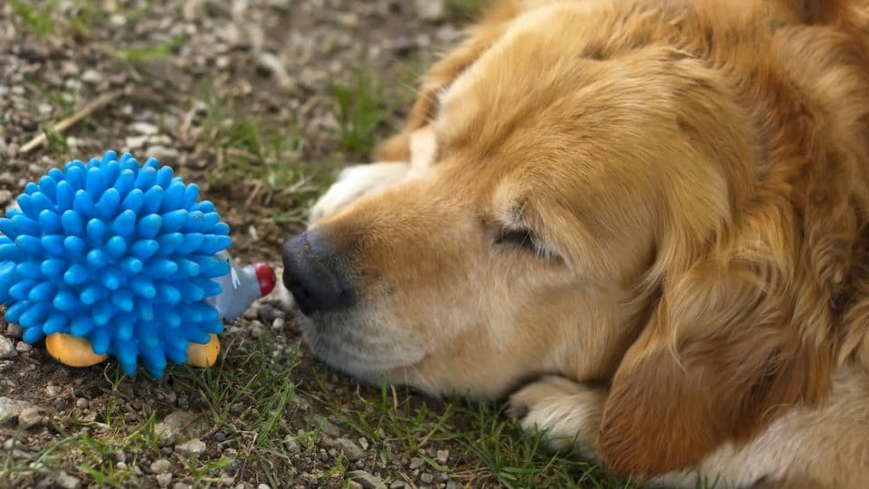Golden Retriever with nose to hedgehog toy on grass