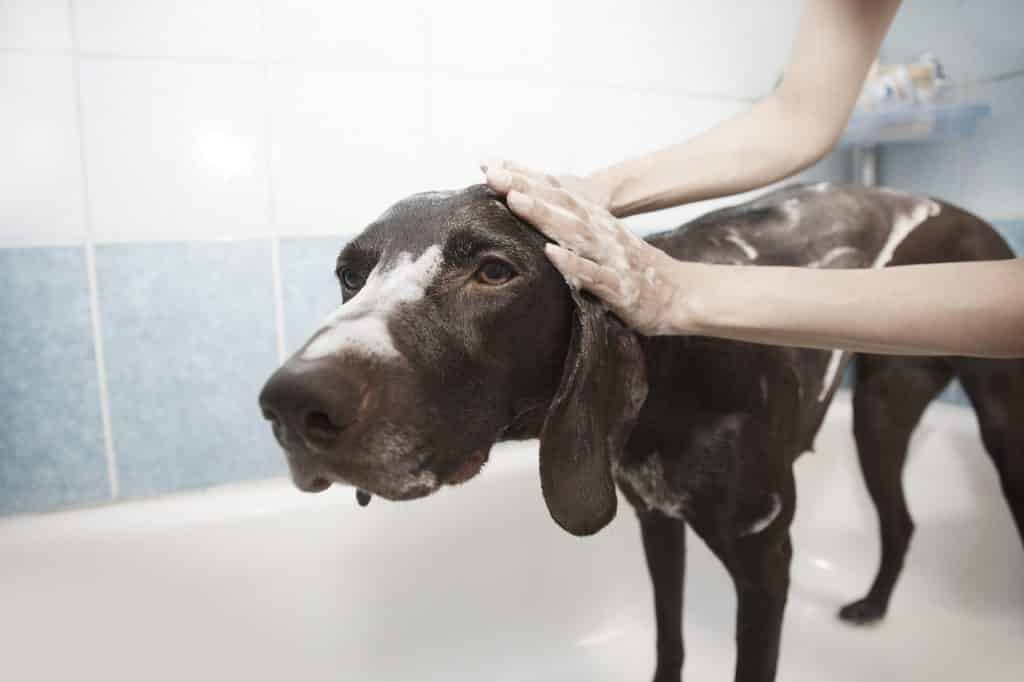 Dog getting bath