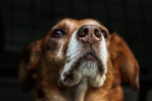 Why Does My Dog Have a Dry Nose? | The Dog People by Rover.com