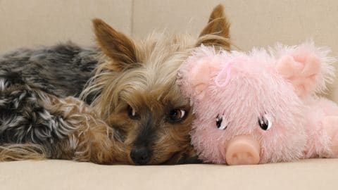 Yorkie cuddling with pink toy pig