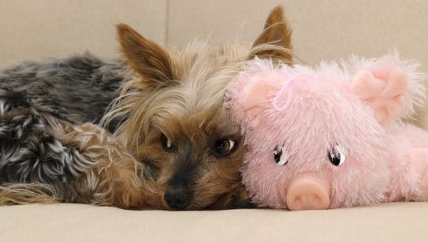 Yorkie cuddling with pink toy pig