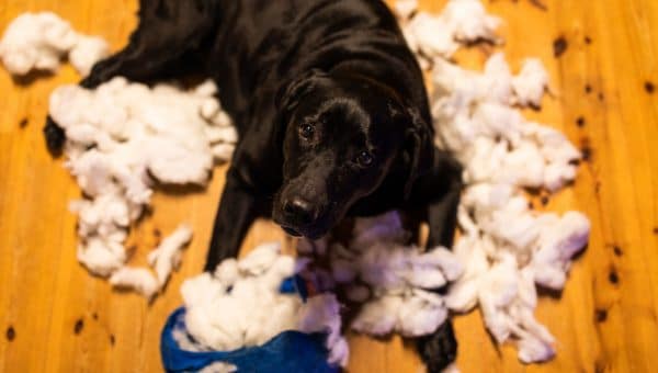 black Lab surrounded by stuffing from toy