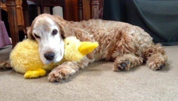 great & small dog toys