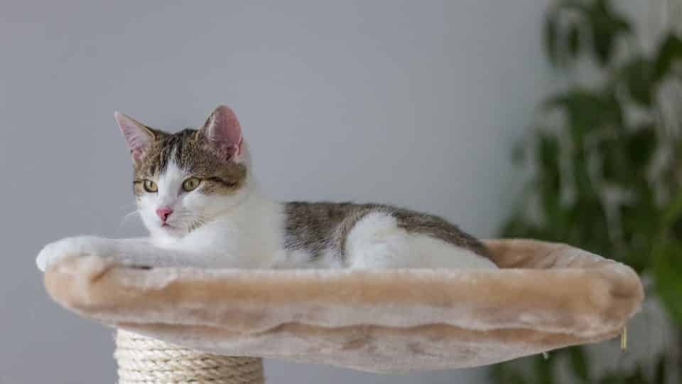 The Best Cat Furniture For 2019 At Every Price Point Dog The Best Cat Furniture For 2019 At Every Price Point
