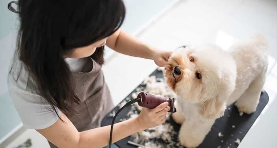 closest dog groomer to me