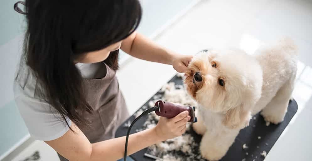 dog groomers for nervous dogs near me