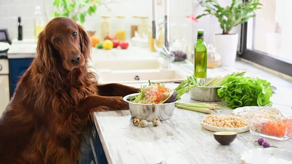 red golden retriever stands at the counter top surrounded by vegetables