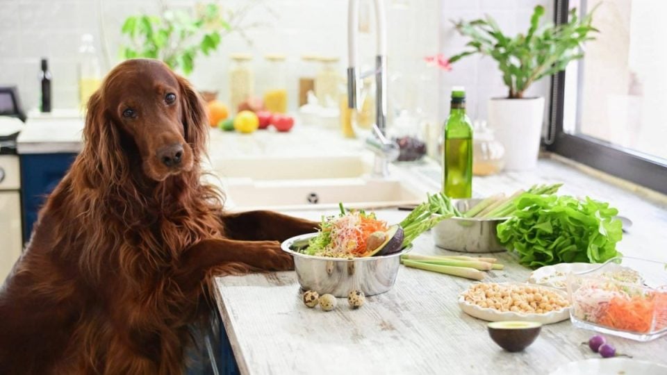 red golden retriever stands at the counter top surrounded by vegetables