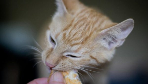 kitten eating treat