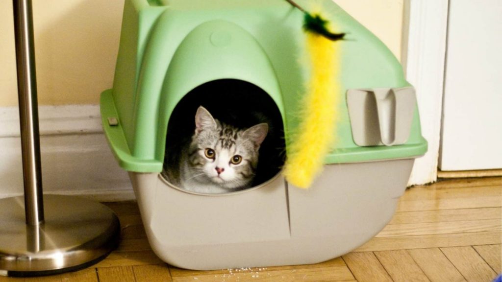 Best Litter Box for Picky Cats Litter Box Options for Every Cat