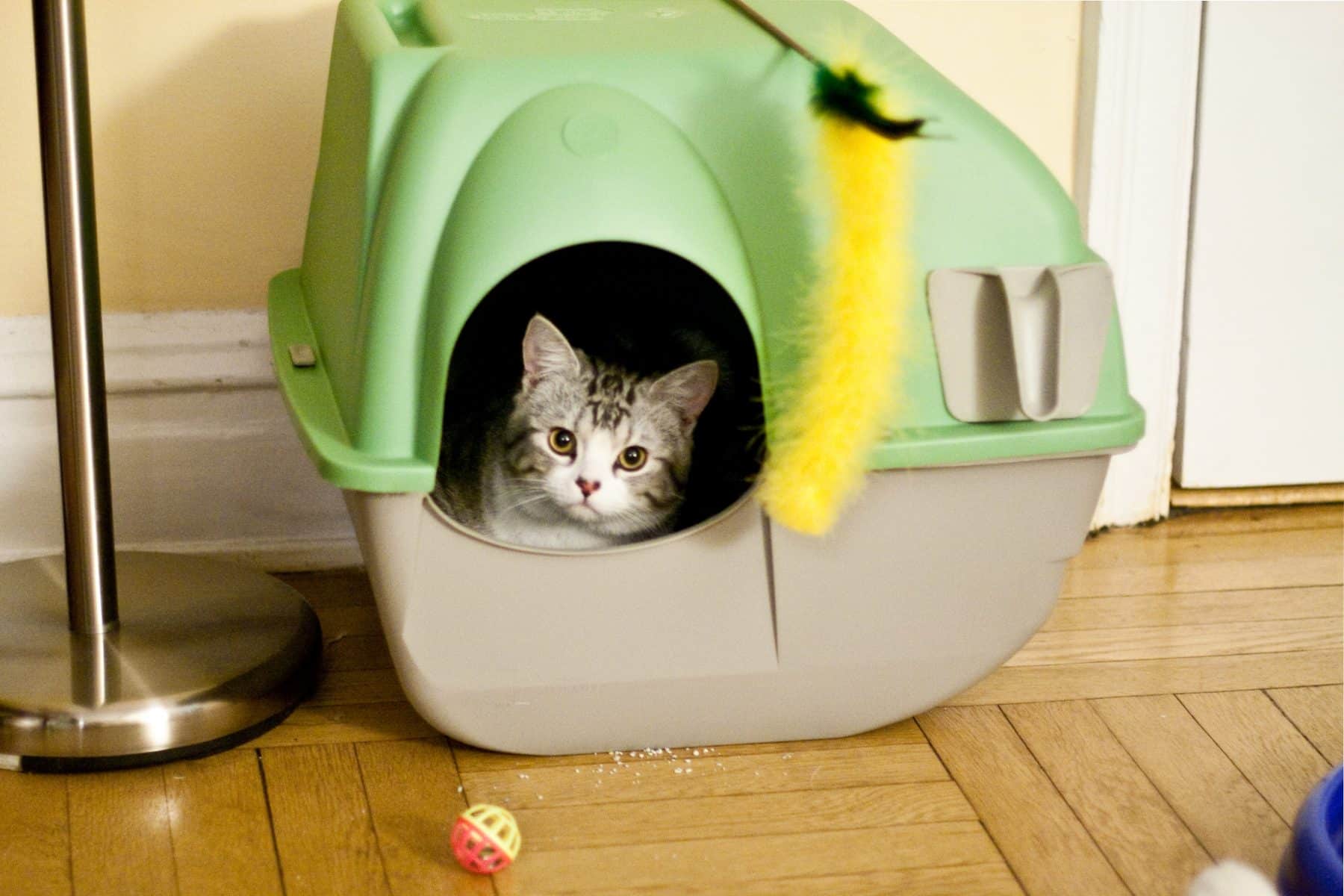 best litter box for cats that spray